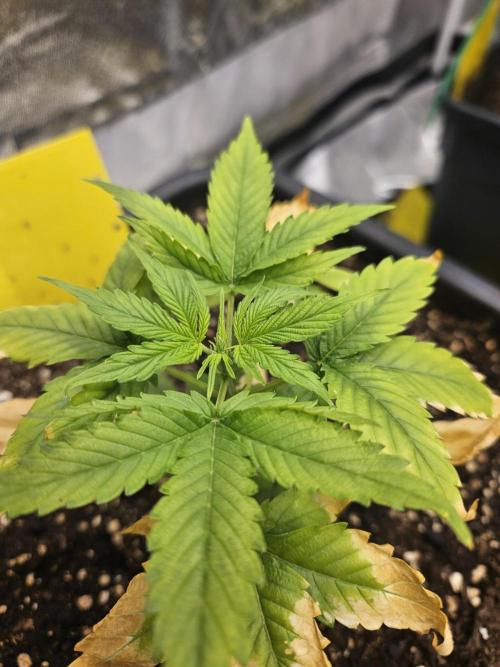 #SSSC Test A005 Auto. Week 4