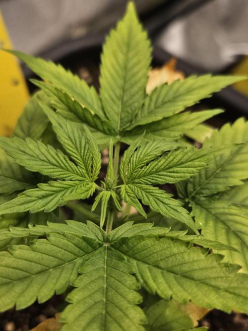 #SSSC Test A005 Auto. Week 4