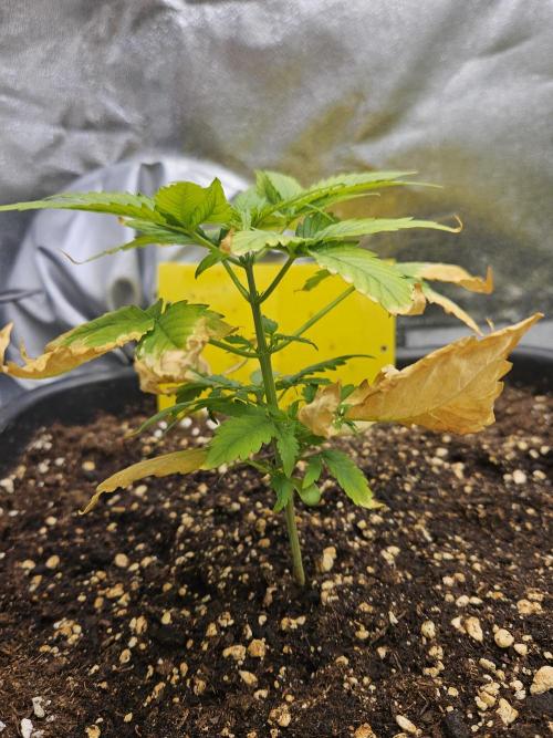 #SSSC Test A005 Auto. Week 4