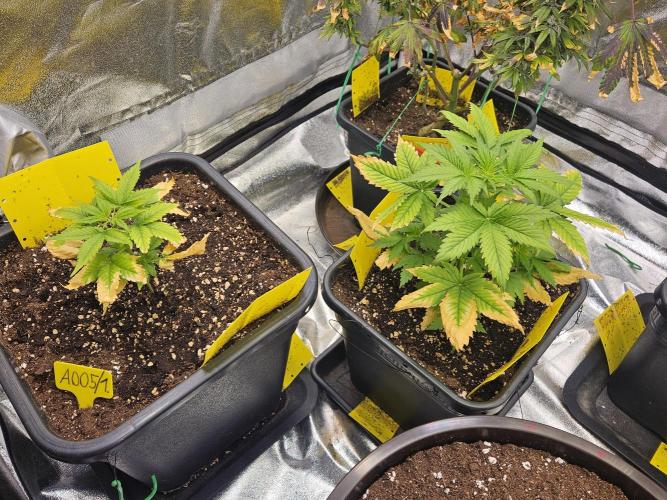 #SSSC Test A005 Auto. Week 4