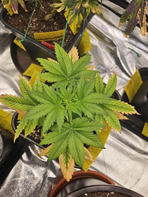 #SSSC Test 2. A005 Auto. Week 4