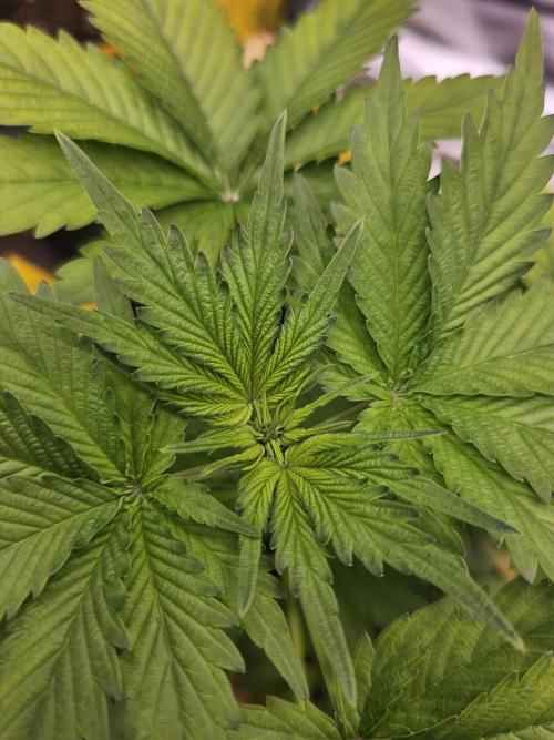 #SSSC Test 2. A005 Auto. Week 4