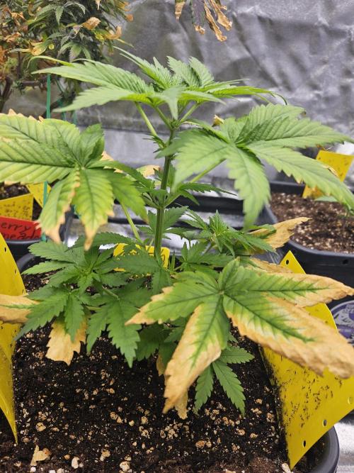 #SSSC Test 2. A005 Auto. Week 4