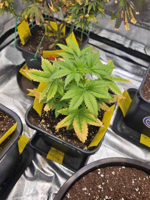 #SSSC Test 2. A005 Auto. Week 4