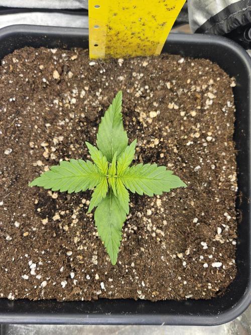 Fastberry Auto. Week 2