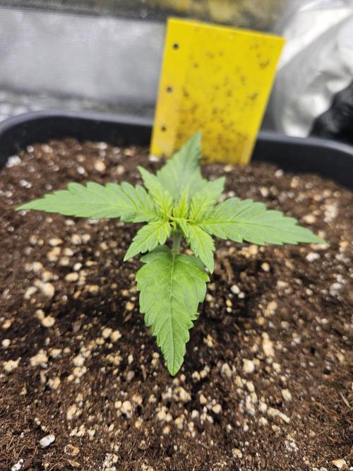 Fastberry Auto. Week 2