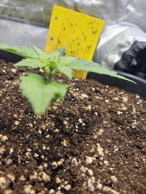 Fastberry Auto. Week 2