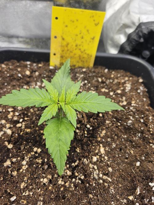 Fastberry Auto. Week 2