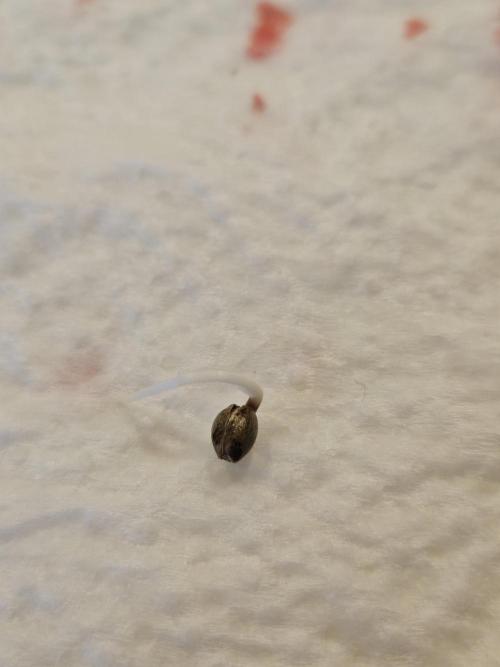 2. Big Bang Auto. Week 0