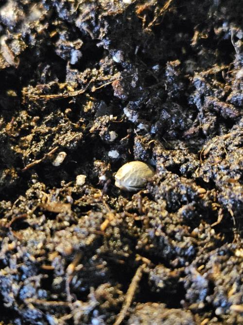 2. Big Bang Auto. Week 0