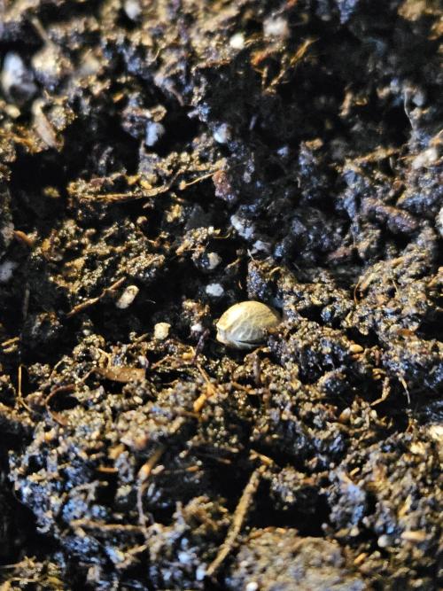 2. Big Bang Auto. Week 0