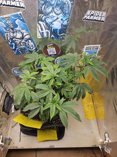 Cherry Limeade 2.. Week 12