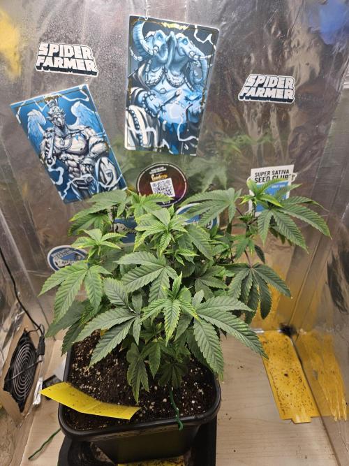 Cherry Limeade 2.. Week 12