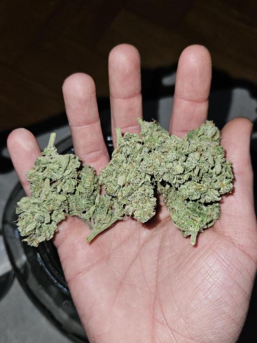 White Widow Auto. Week 14