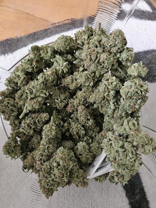 White Widow Auto. Week 14