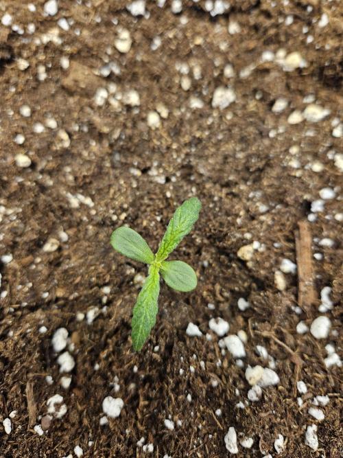 Big Bang Auto. Week 1