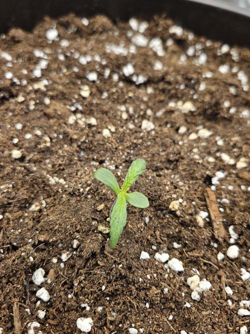 Big Bang Auto. Week 1