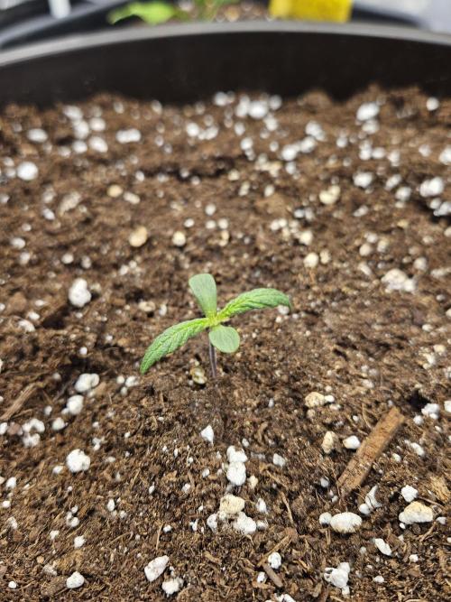 Big Bang Auto. Week 1