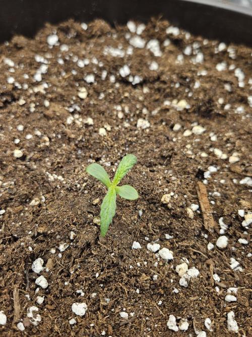 Big Bang Auto. Week 1