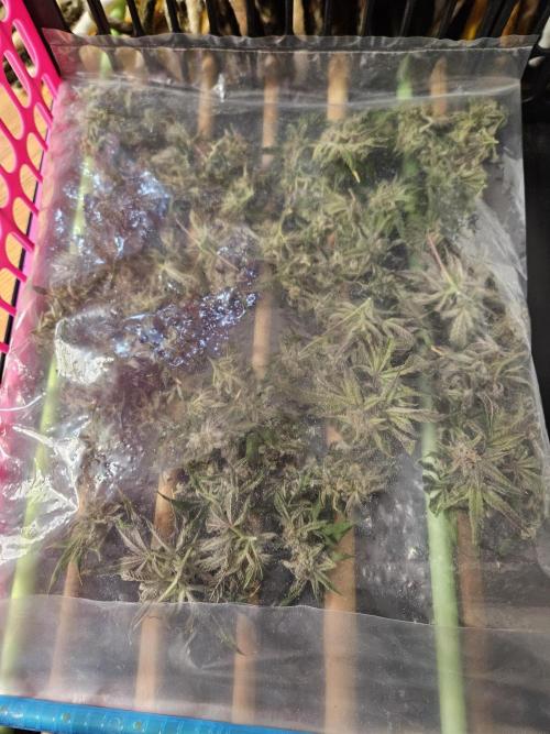 Cherry Limeade. Week 18