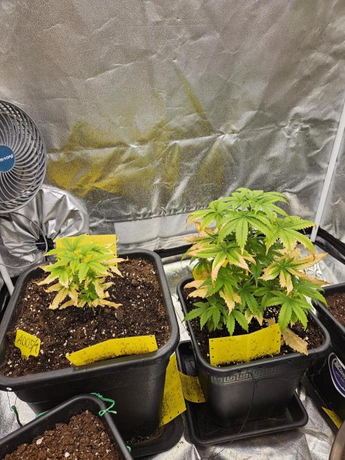 #SSSC Test A005 Auto. Week 5