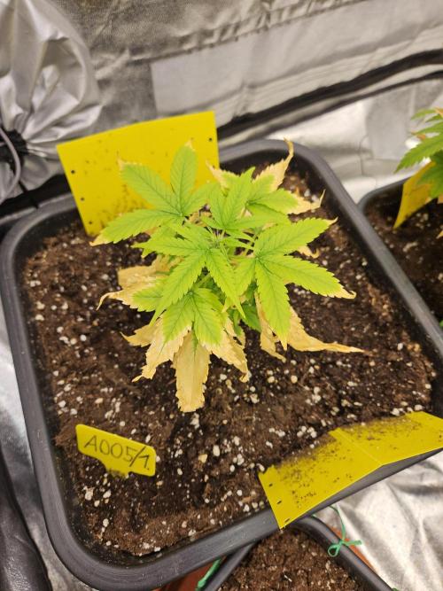 #SSSC Test A005 Auto. Week 5