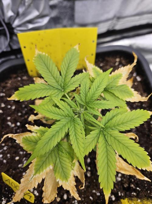 #SSSC Test A005 Auto. Week 5