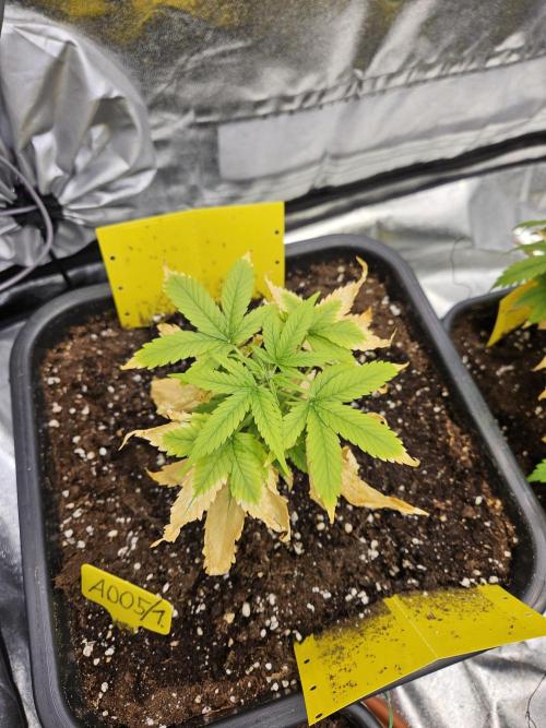 #SSSC Test A005 Auto. Week 5