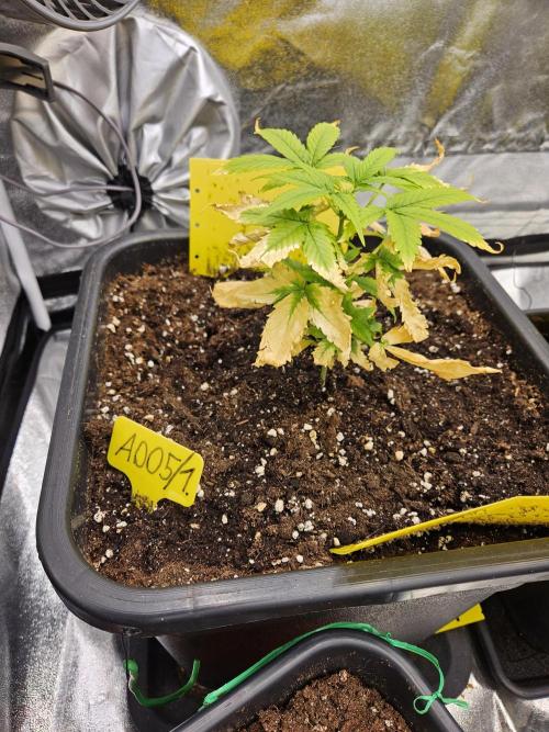 #SSSC Test A005 Auto. Week 5