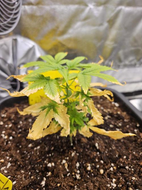 #SSSC Test A005 Auto. Week 5