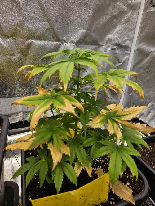 #SSSC Test 2. A005 Auto. Week 5