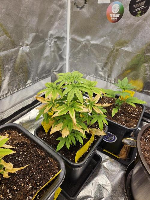 #SSSC Test 2. A005 Auto. Week 5