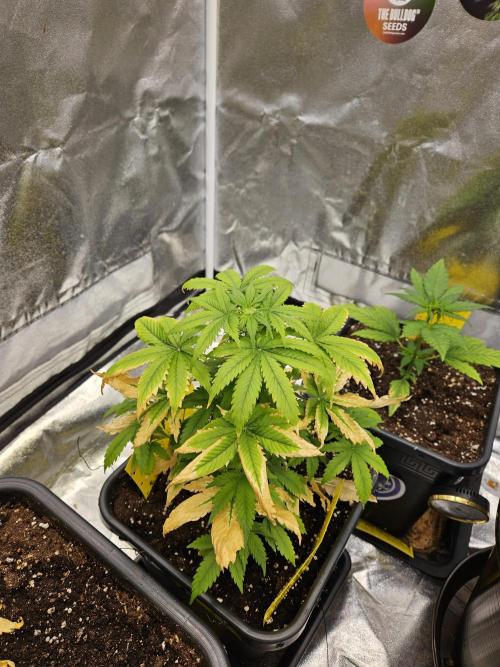 #SSSC Test 2. A005 Auto. Week 5