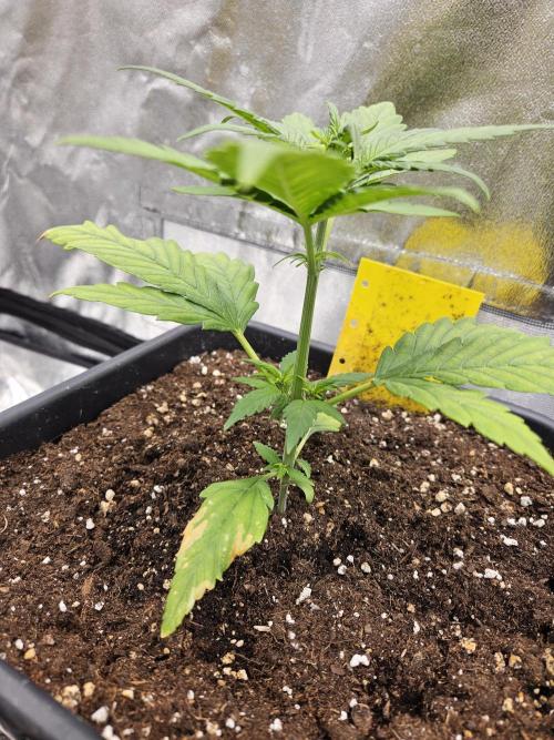 Fastberry Auto. Week 3