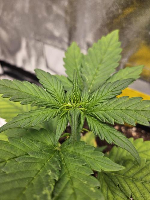 Fastberry Auto. Week 3