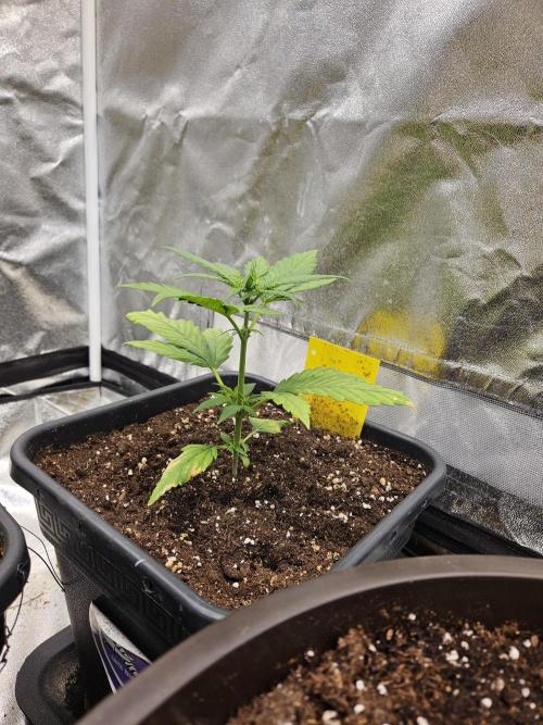 Fastberry Auto. Week 3