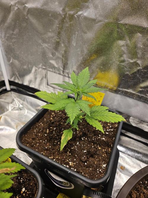 Fastberry Auto. Week 3