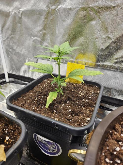 Fastberry Auto. Week 3