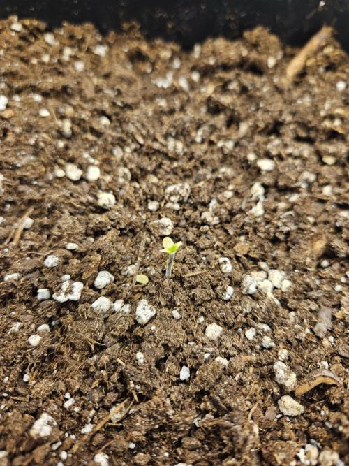 2. Big Bang Auto. Week 1