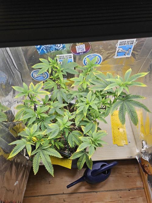 Cherry Limeade 2.. Week 13