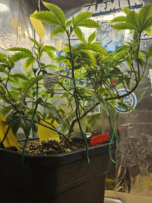Cherry Limeade 2.. Week 13