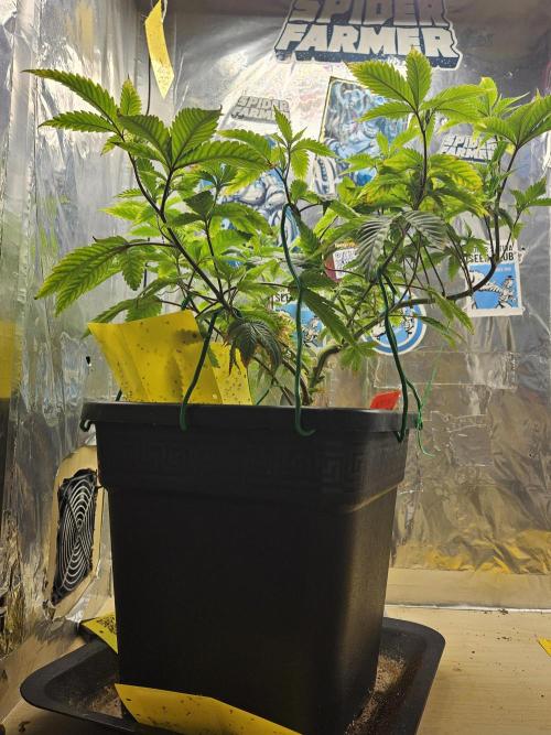 Cherry Limeade 2.. Week 13