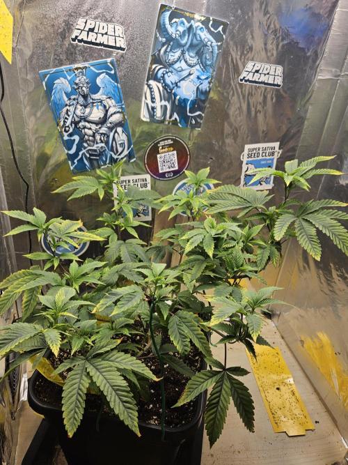 Cherry Limeade 2.. Week 13