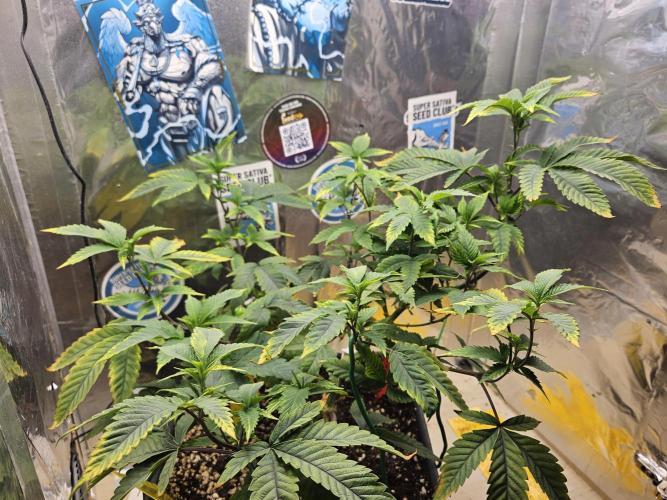 Cherry Limeade 2.. Week 13