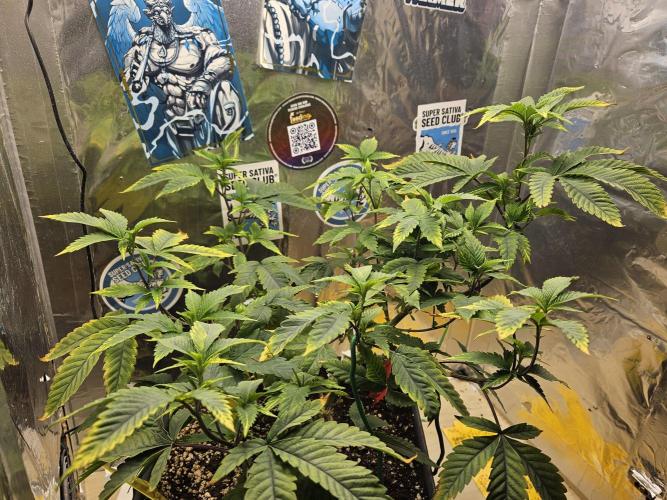 Cherry Limeade 2.. Week 13