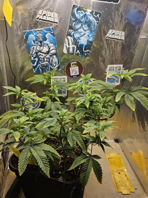 Cherry Limeade 2.. Week 13