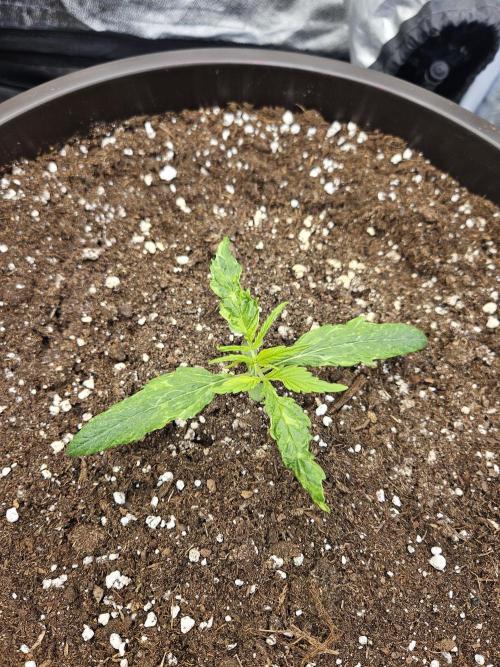 Inside_growlab