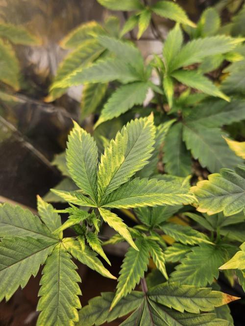 Inside_growlab
