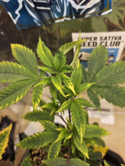 Inside_growlab