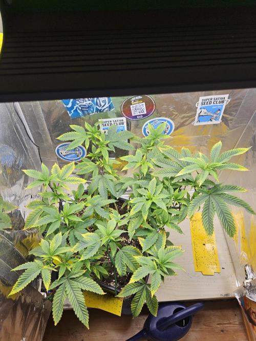 Inside_growlab